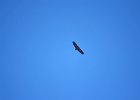 Monniksgier (cinereous vulture) Aegypius monachus - tussen Ikh Gazriin Cguluu en Ulaanbaatar 25-08-2016 (4)